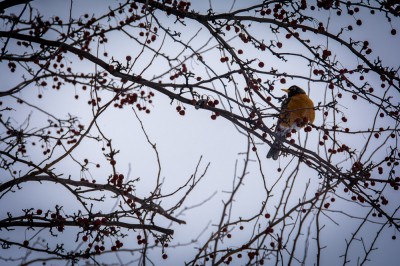 springtime robin