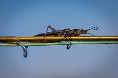 Missoula fly fishing, the skwala stonefly