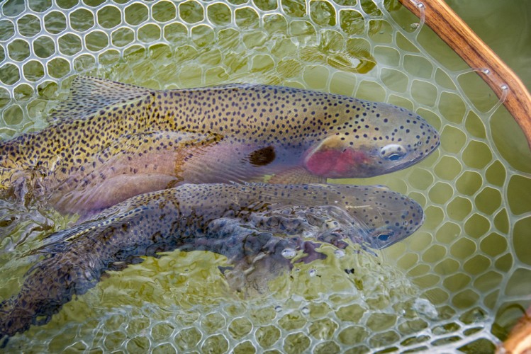 double rainbow trout on the Bitterroot river