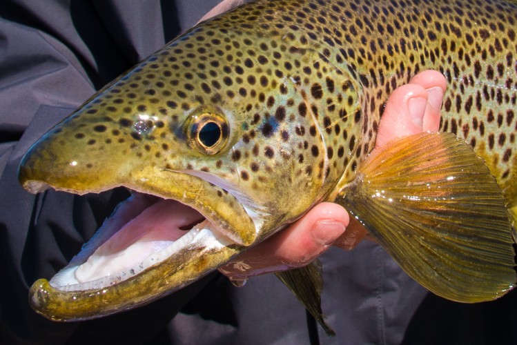 Bitterroot brown trout