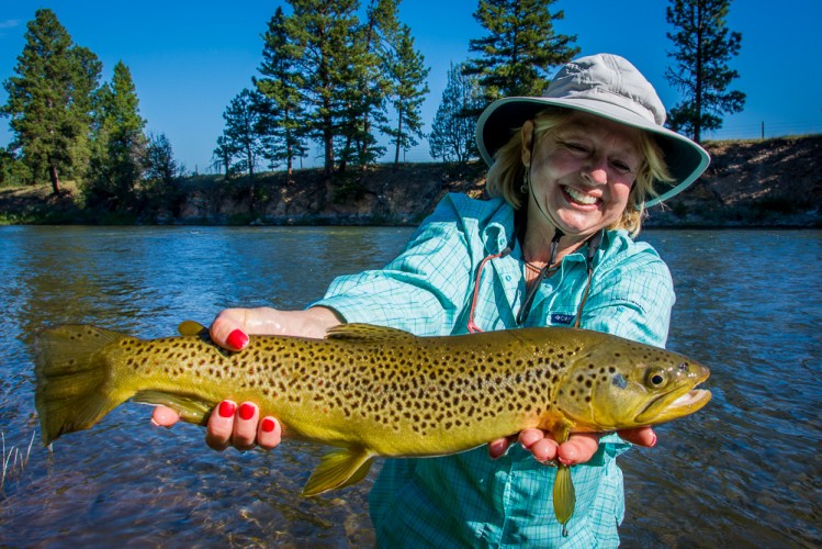 blackfoot river brown trout