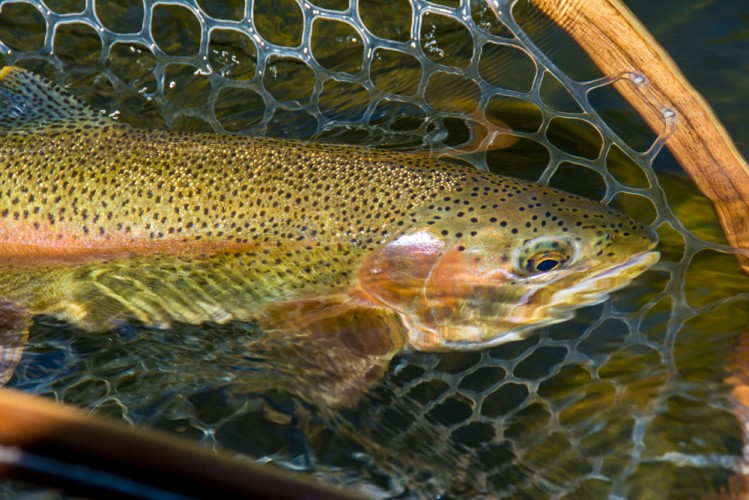 Fall Fly Fishing in Missoula