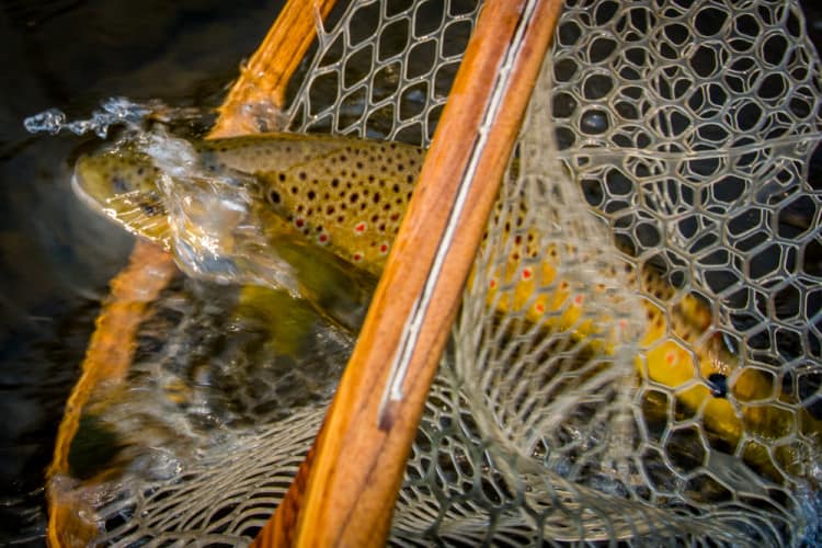 Fly Fishing during fall
