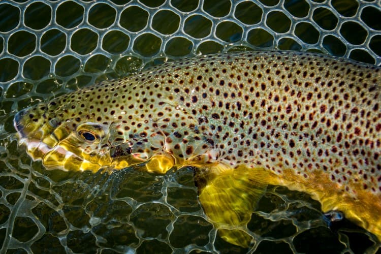 image of Missouri River Fishing Brown Trout