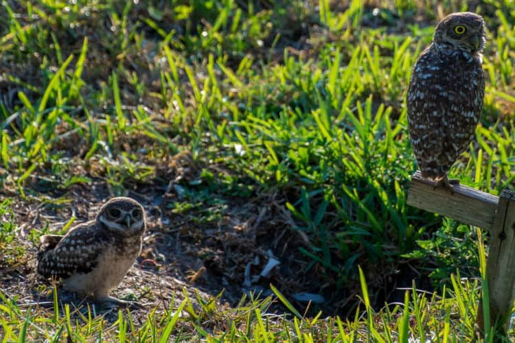 image of Hoot Owl