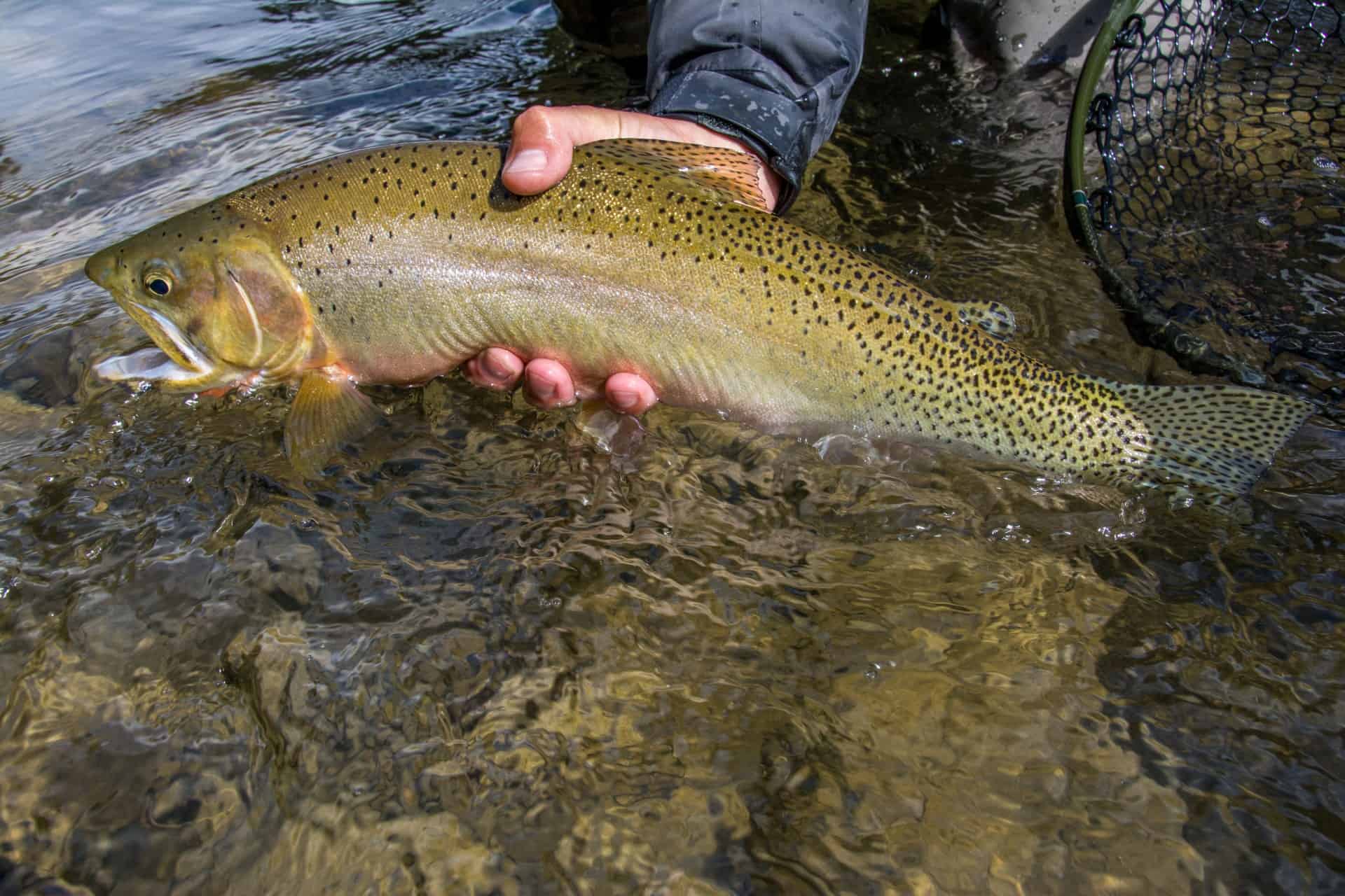 Fly Fishing Guide - Montana Trout Outfitters