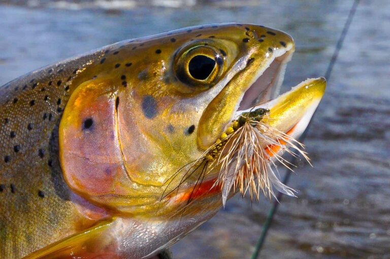 Montana Fly Fishing - Montana Trout Outfitters