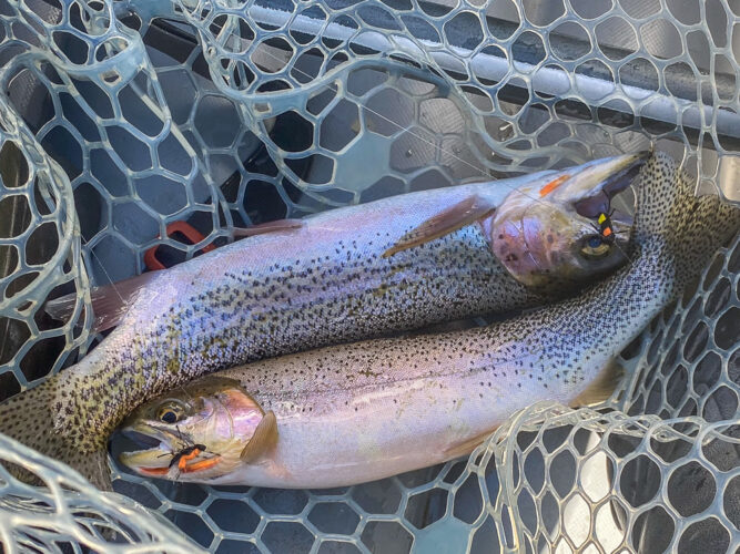 A pair of dry fly eaters in the net 