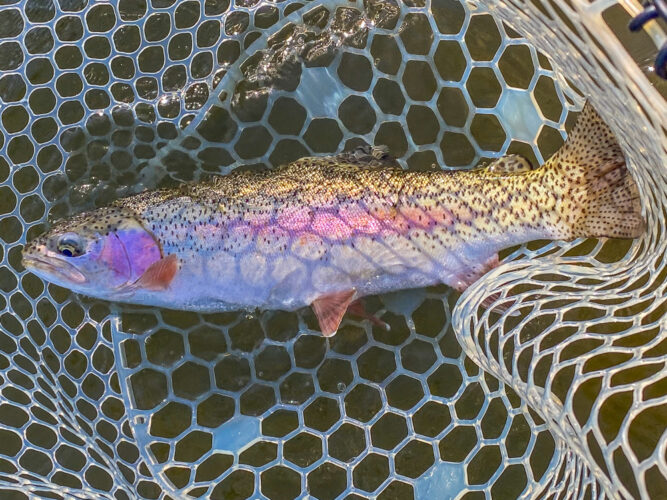 Flawless rainbow for Pete caught on the Bitterroot River rises