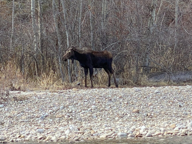 First moose sighting of the season