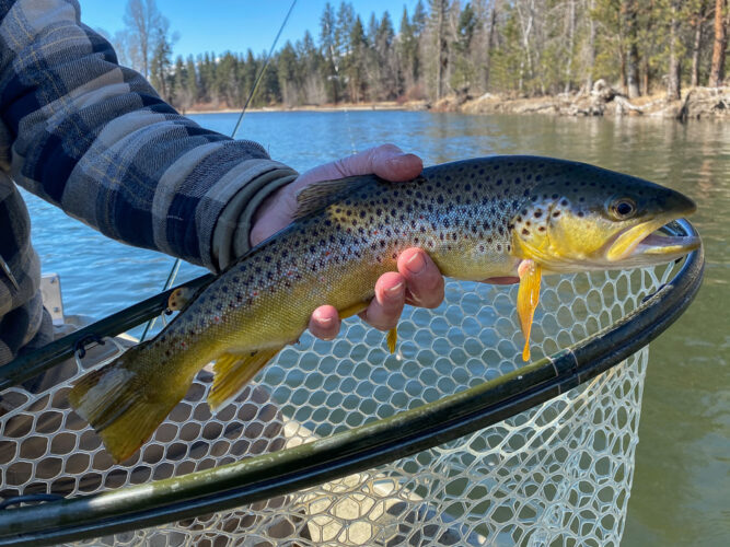 Dry Fly Fishing on the Bitterroot