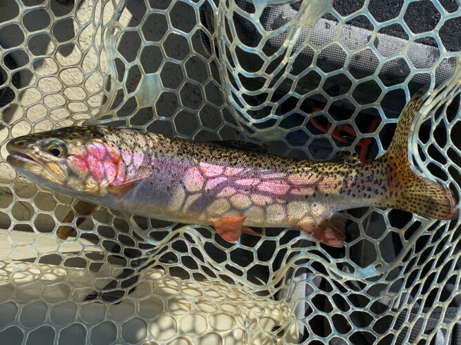 Colorful rainbow trout with a big tail 