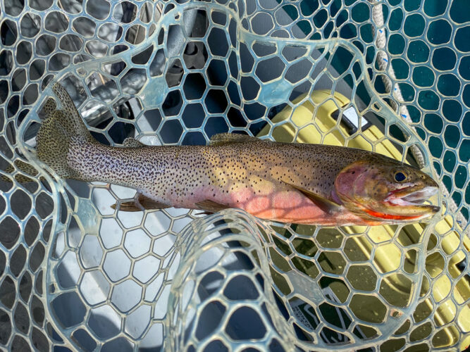 Colored up west slope cutthroat in the net - Spring Trout Fishing on the Bitterroot