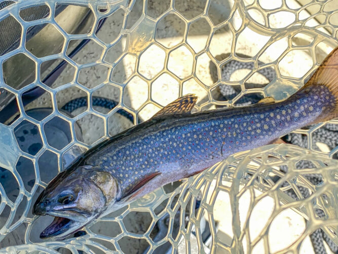 A rare brook trout on the Bitterroot River Rises