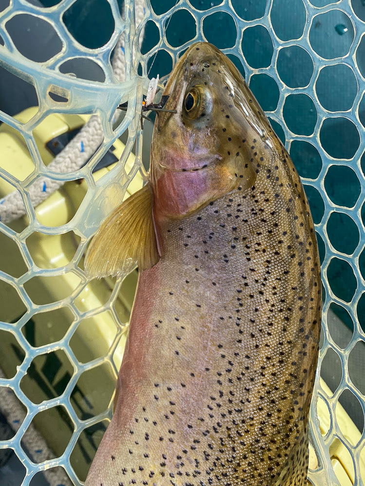 Dry Fly Fishing Montana Trout Outfitters