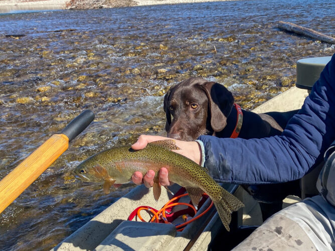 Hank the trout inspector 