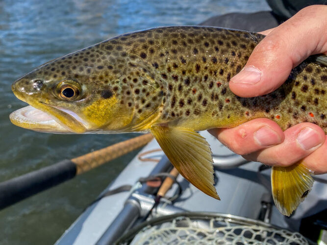 More brown trout are starting to show up