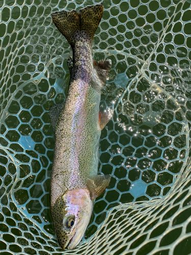 Lots of classic Missouri River rainbow trouts in the net today