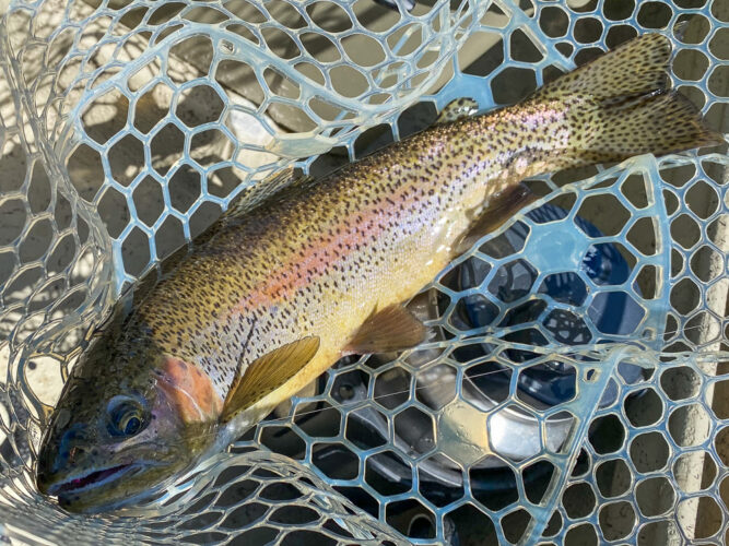 Lots of quality rainbow trout on the Missouri River