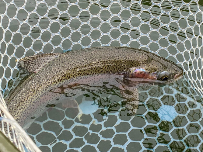 Some nice rainbow trout in the net today - Missouri River Spring Fishing