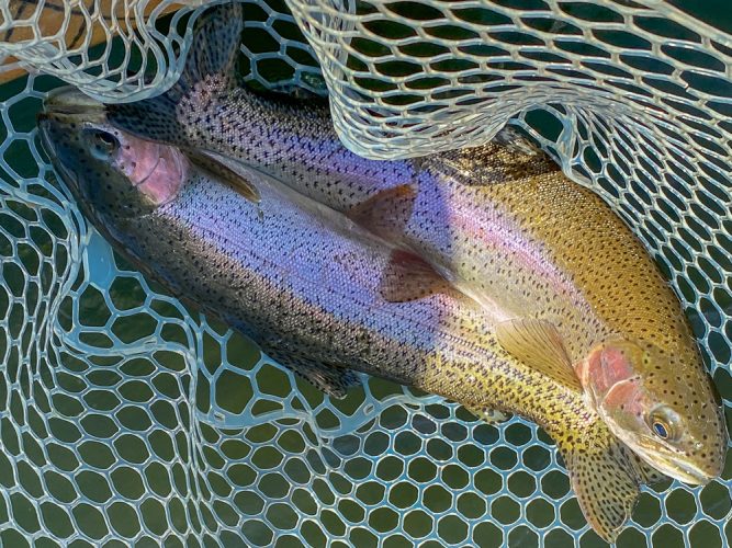 One of a few doubles today - Big Trout - Missouri River Fishing