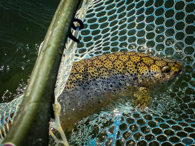 Burly brown trout headed home