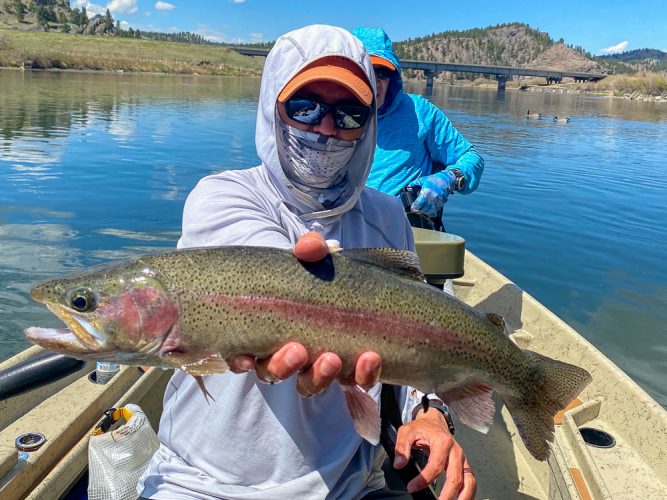 Bill connected with some big rainbow trouts of his own trout fishing the Missouri