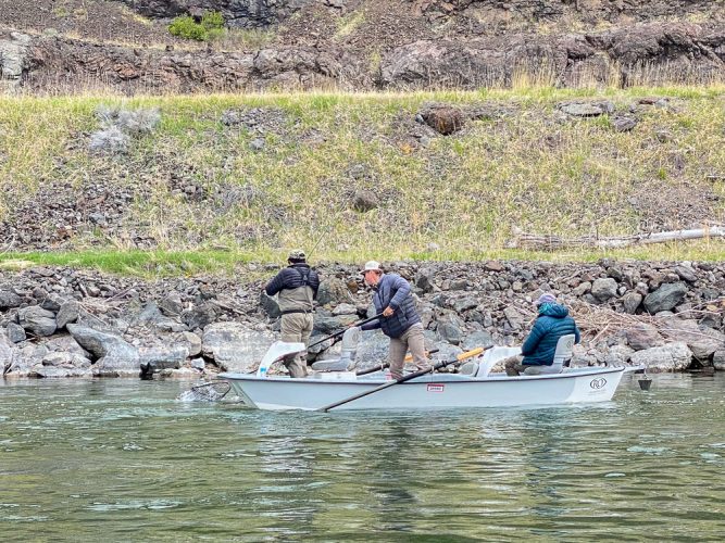 The entire crew had great action today trout fishing the Missouri River