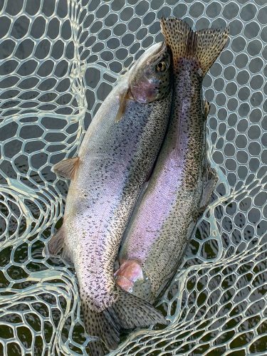 Mitch and Jim had a bunch of doubles trout fishing the Missouri River in Montana