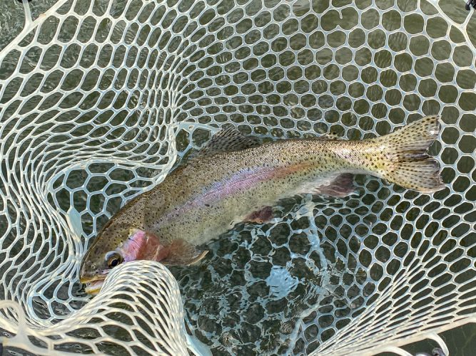 Big Trout - Missouri River Fishing