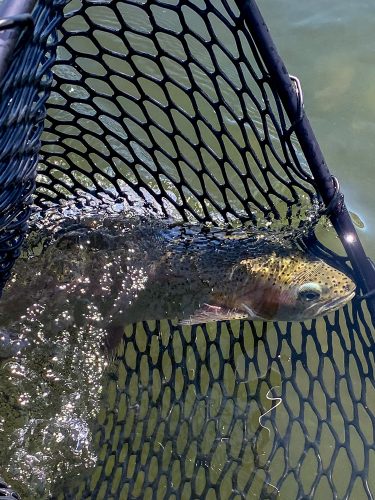 Lots of nice rainbows in the net today - Wild Weather Trout Fishing