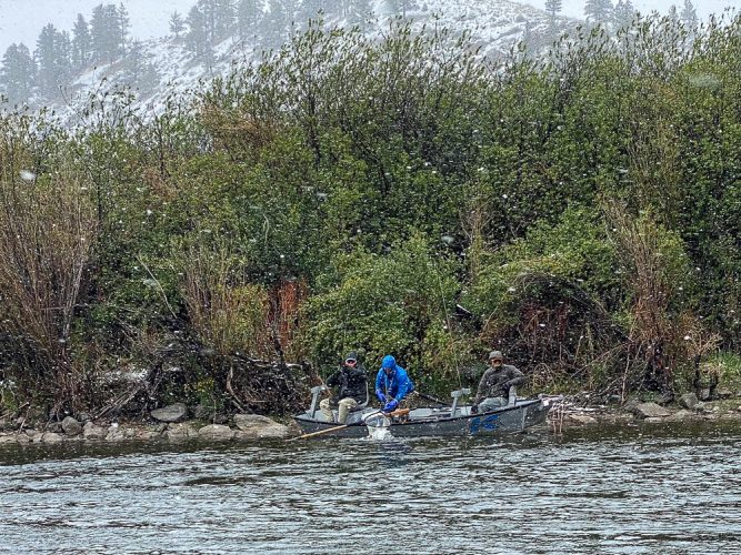 Everyone in the group was hooking into quality fish - Missouri River Trout Fishing