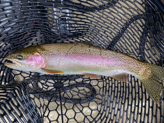 Lots of great rainbows in the net today