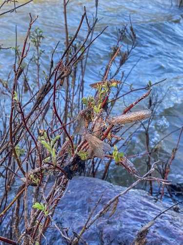 Salmonflies out in force on the Blackfoot River - Trout Fishing Montana