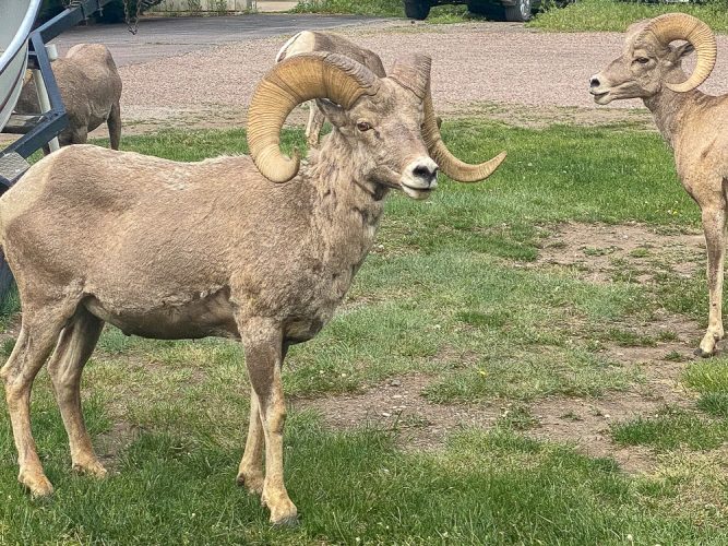 Welcoming committee on the Missouri River - Bighorn Sheep