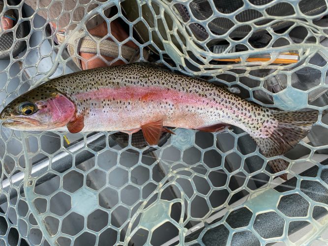 Colorful rainbow on the dry - Missoula Trout Fishing