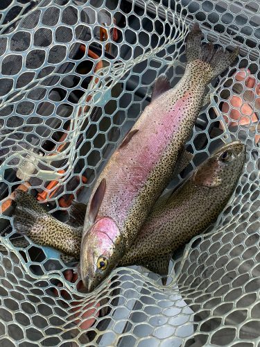 First double of the day - Trout Fishing Montana