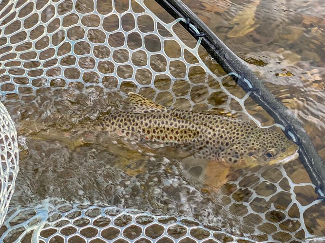 Nice brown ready to go - Missoula Trout Fishing