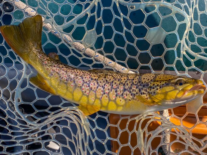 Colorful brown trout in the net - Missoula Trout Fishing