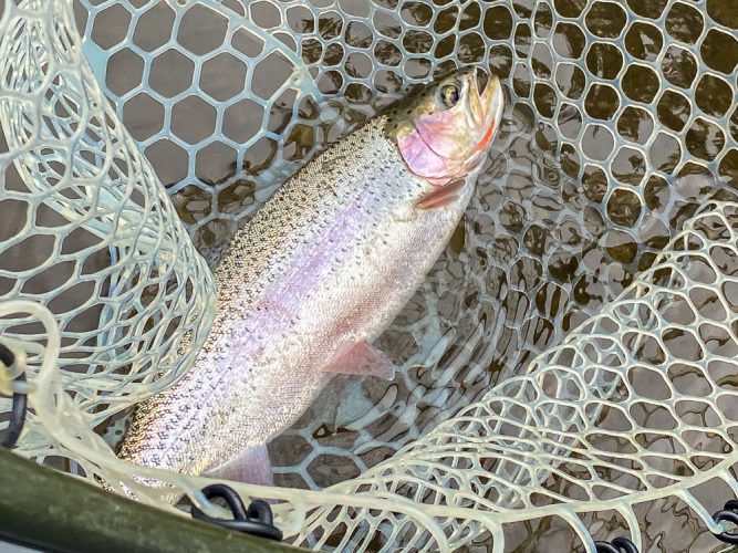 Lots of quality fish today - Trout Fishing Montana