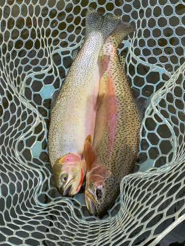 The doubles continued into the afternoon - Trout Fishing Montana