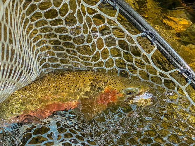 Lots of quality cutthroat in the net today - Missoula Trout Fishing