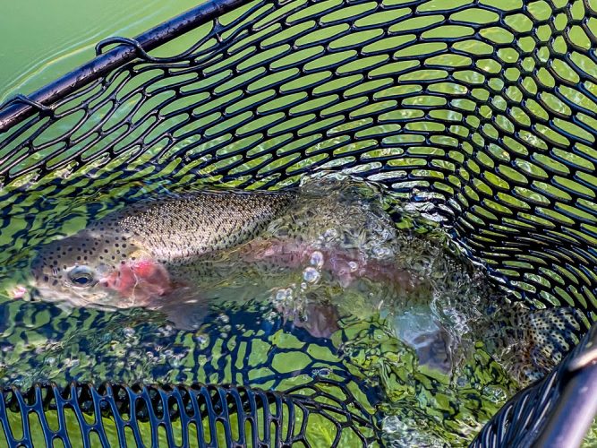 Nice rainbow in the net for Penny - Missouri River Rainbow Trout