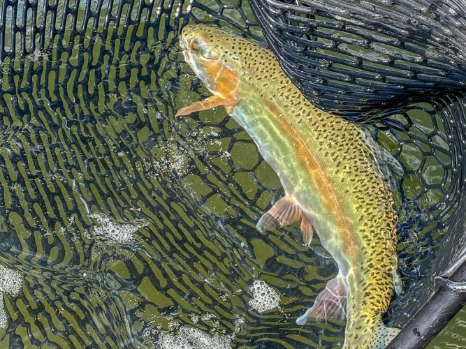 Nice sized cuttbows today - Missoula Trout Fishing