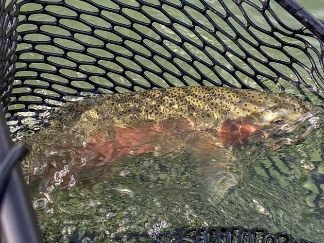 Big Missouri River Rainbow Trout ready to go home