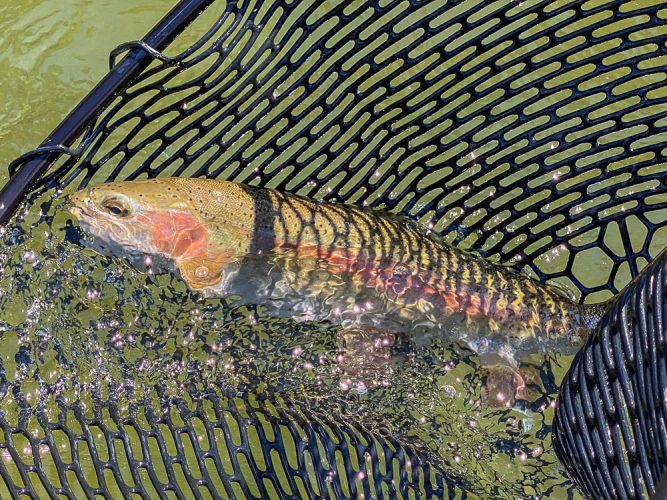 Start to finish there was action with quality trout today - Missoula Trout Fishing