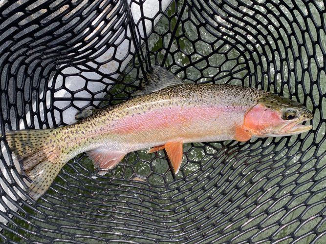 Missoula Trout Fishing - A few of the good ones in the morning