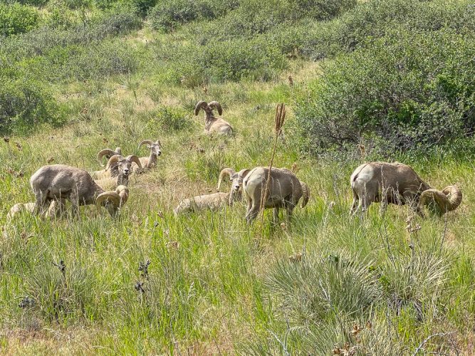 We started the trip with bighorn sheep and these rams gave us a good farewell as we drove home tonight