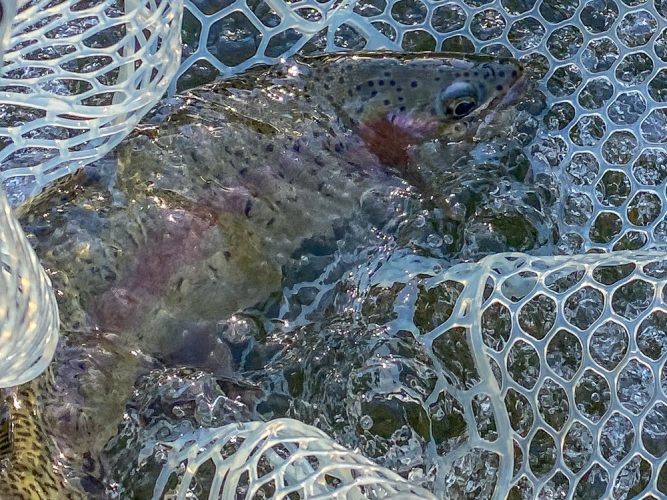 Missoula Trout Fishing - A few of the good ones in the morning