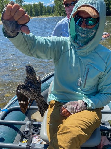 Midday rescue of a night hawk that ate a dropper someone else broke off in a tree. Little guy flew off after I got the fly out - Missoula Trout Fishing